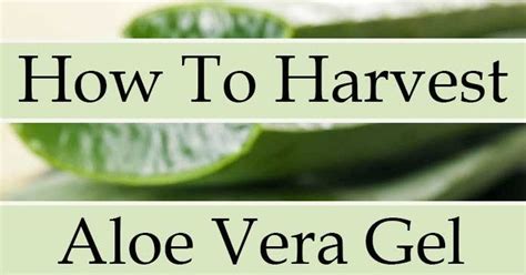 How To Harvest Aloe Vera Gel