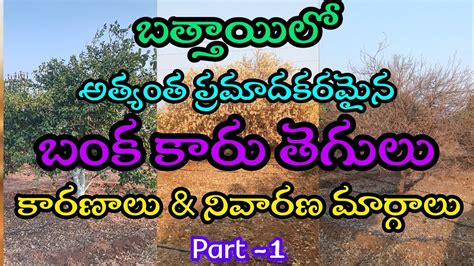 బతతయల బక కర తగల కరణల నవరణ మరగల Part 1 Citrus