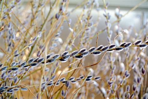 Gathering Pussy Willows The Martha Stewart Blog