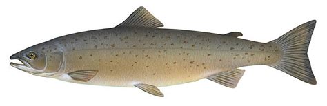 Atlantic Salmon - Salmo salar - Carnivora