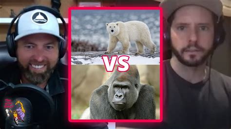 Who Wins Polar Bear Vs Silverback Gorilla Youtube