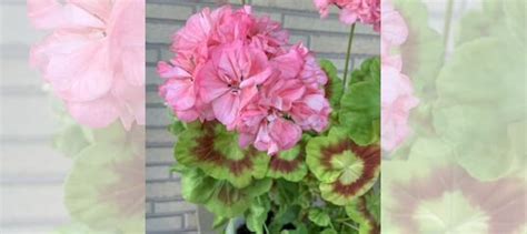 Пеларгонии купить в Новосибирске | Товары для дома и дачи | Авито