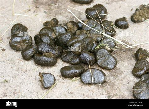 Horse Dropping Hi Res Stock Photography And Images Alamy