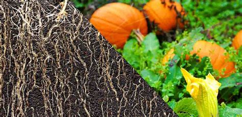 How Deep Do Pumpkin Roots Grow