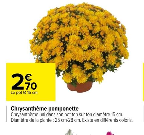 Promo Chrysanthème Pomponette chez Carrefour