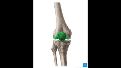 Artrocinematica Cadera Y Rodilla Uab Youtube