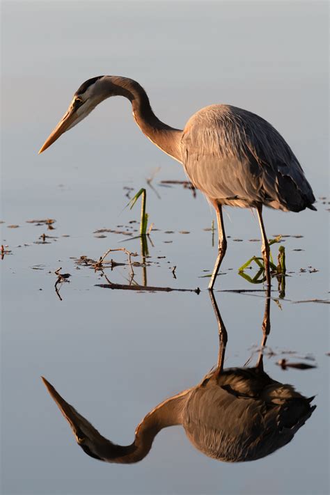 blue heron images  pholder birding wildlifephotography