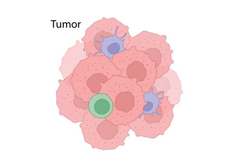 ccr antibodies   license