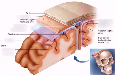 The Meninges Of The Brain Diagram Quizlet