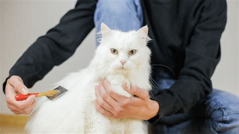 Guía Completa para Eliminar los Nudos en Gatos de Pelo Largo con