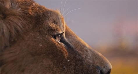 Mufasa Le Roi Lion Au Cin Ma Chelles Le Cosmos