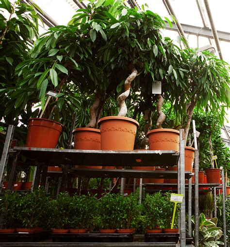 Пахира Акватика 120 см