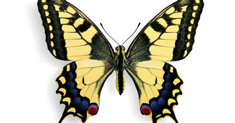 Махаон. Большая российская энциклопедия