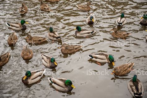 A Flock Of Mallards In A Pond Stock Photo Download Image Now