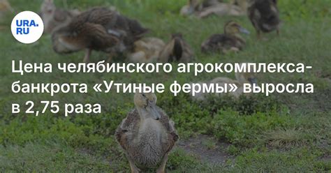 В Челябинской области снова продают обанкроченный агрокомплекс «Утиные ...