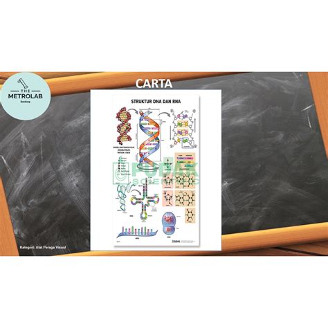 Jual Carta Struktur Dna Dan Rna Carta Biologi Shopee Indonesia