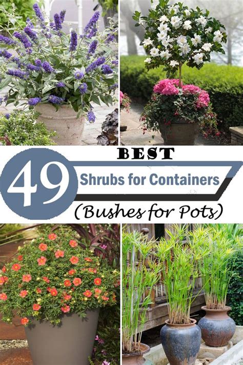 Best Shrubs For Containers Bushes For Pots In Potted Plants