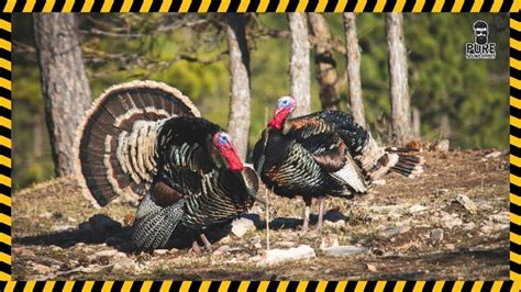 Various Turkey Gobble Sound Effect Free Download | MP3 WAV | Pure Sound Effect | Sound effects ...