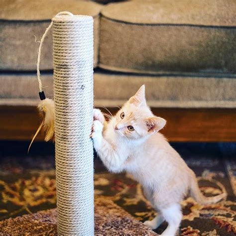 A Small White Kitten Playing With A Scratching Post