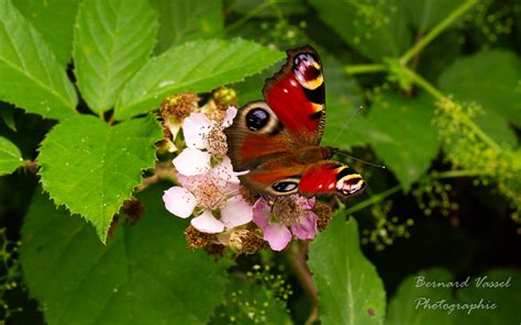 Papillon Paon Du Jour Aglais Io Bernard Vassel Flickr