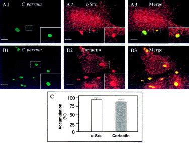 Cryptosporidium Parvum Invasion Of Biliary Epithelia Requires Host Cell