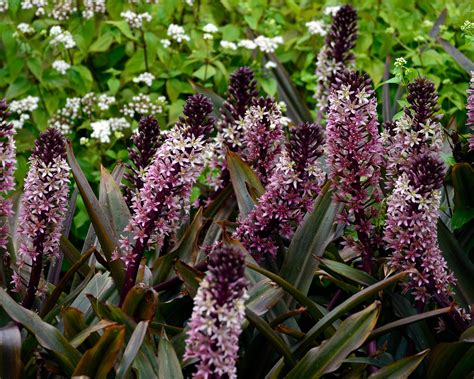 Eucomis comosa 'Sparkling Burgundy' bulbs — Buy pink pineapple lilies