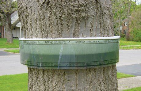 Ловчий пояс для дерева – как сделать своими руками и правильно ...