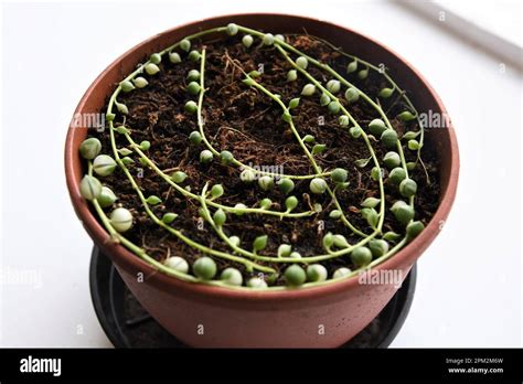 Senecio Rowleyanus Variegata También Conocido Como Cadena Variegada De