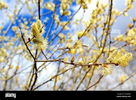 Blossoming Spring Pussy Willow Twig With Buds On Bright Sky Background