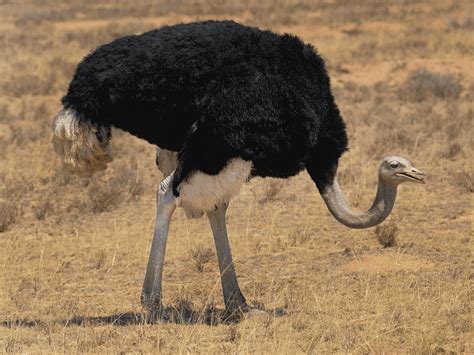 What Do Ostriches Eat? A Complete Guide! - Animals Insider