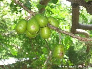 Nicaraguan Fruits | Nicaragua | ViaNica.com