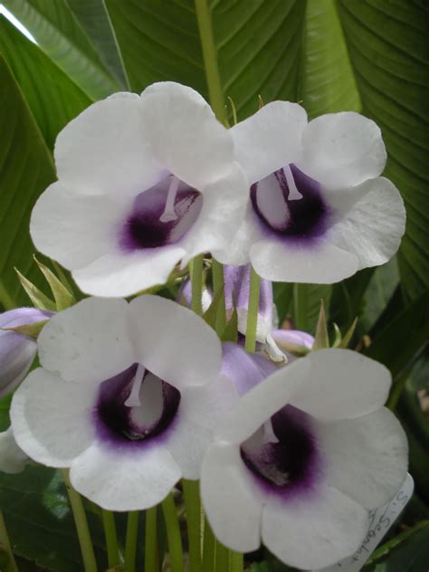 Sinningia speciosa Saintpaulia, Shade Plants, Plant Design, Beautiful Flowers, Zone 9, Violets ...