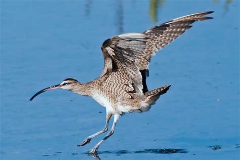 Whimbrel | Nature Collective