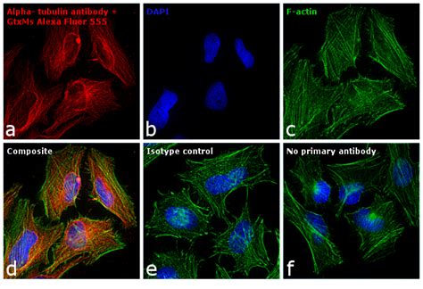 F Ab Goat Anti Mouse Igg H L Cross Adsorbed Secondary Antibody