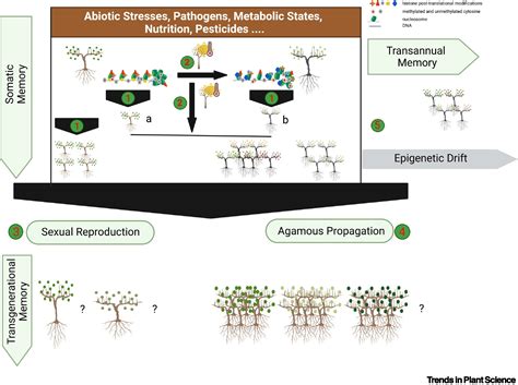 Deep Inside The Epigenetic Memories Of Stressed Plants Trends In Plant