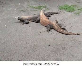 개의 Pregnant zoo sex 이미지 스톡 사진 D 오브젝트 벡터 Shutterstock