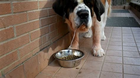 Reviving A Reluctant Palate: 5 Steps To Get Your Dog Eating Like A Pro
