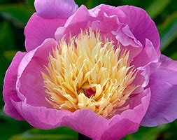Paeonia lactiflora 'Kelway's Glorious', Peony 'Kelway's Glorious ...