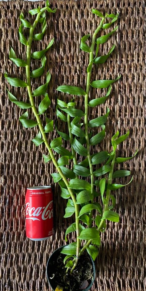 Xl Bs Rare Hawaii Honohono Orchid Den Anosmum Touch Of Etsy