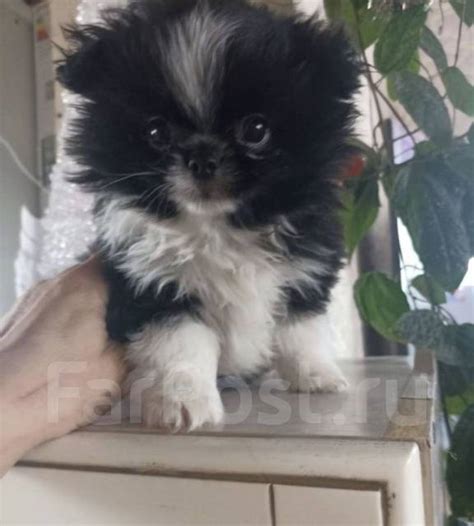 Карликовый померанец, в наличии. Цена: 35 000₽ во Владивостоке