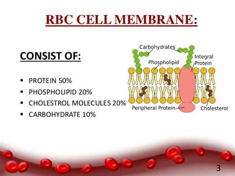 Red cell membrane