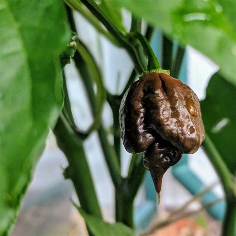 Sold As Chocolate Reaper But Not Sure Thats Correct However They Are Plenty Hot R HotPeppers