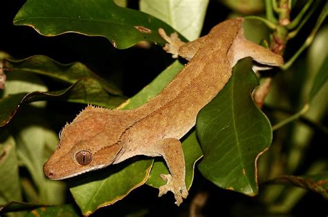 Crested gecko - Wikipedia