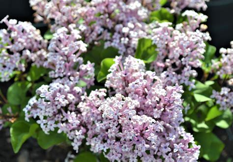 Dwarf Korean Lilac Next Generation Landscape Nursery