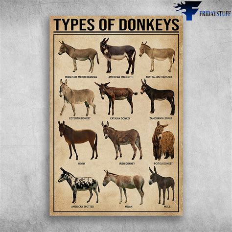 Watch Our Latest Donkey Breed Video To Learn The Unique Characteristics Of The Miniature Mediterranean And Mammoth Breeds