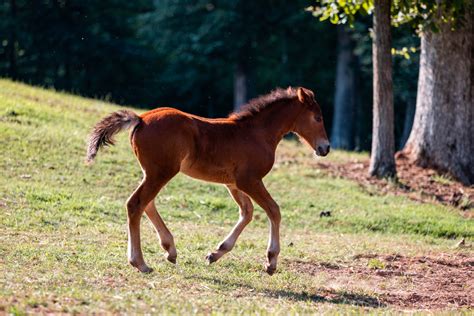 2023 Foals — Fade To Grey Farm