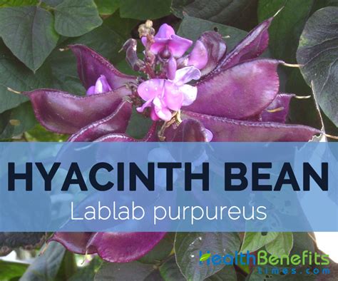 Hyacinth Beans Facts Health Benefits And Nutritional Value