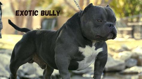 exotic bully dog    facts tgbx