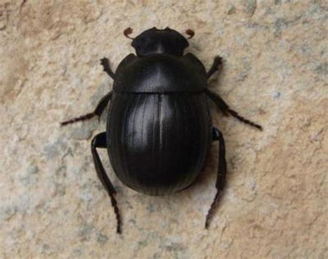 Egyptian Scarab Beetle