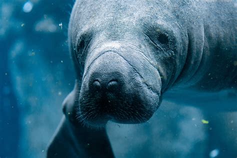 endangered marine species    preserve